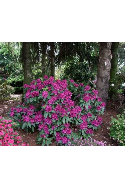 Rhododendron ponticum Polarnacht у ланшафті